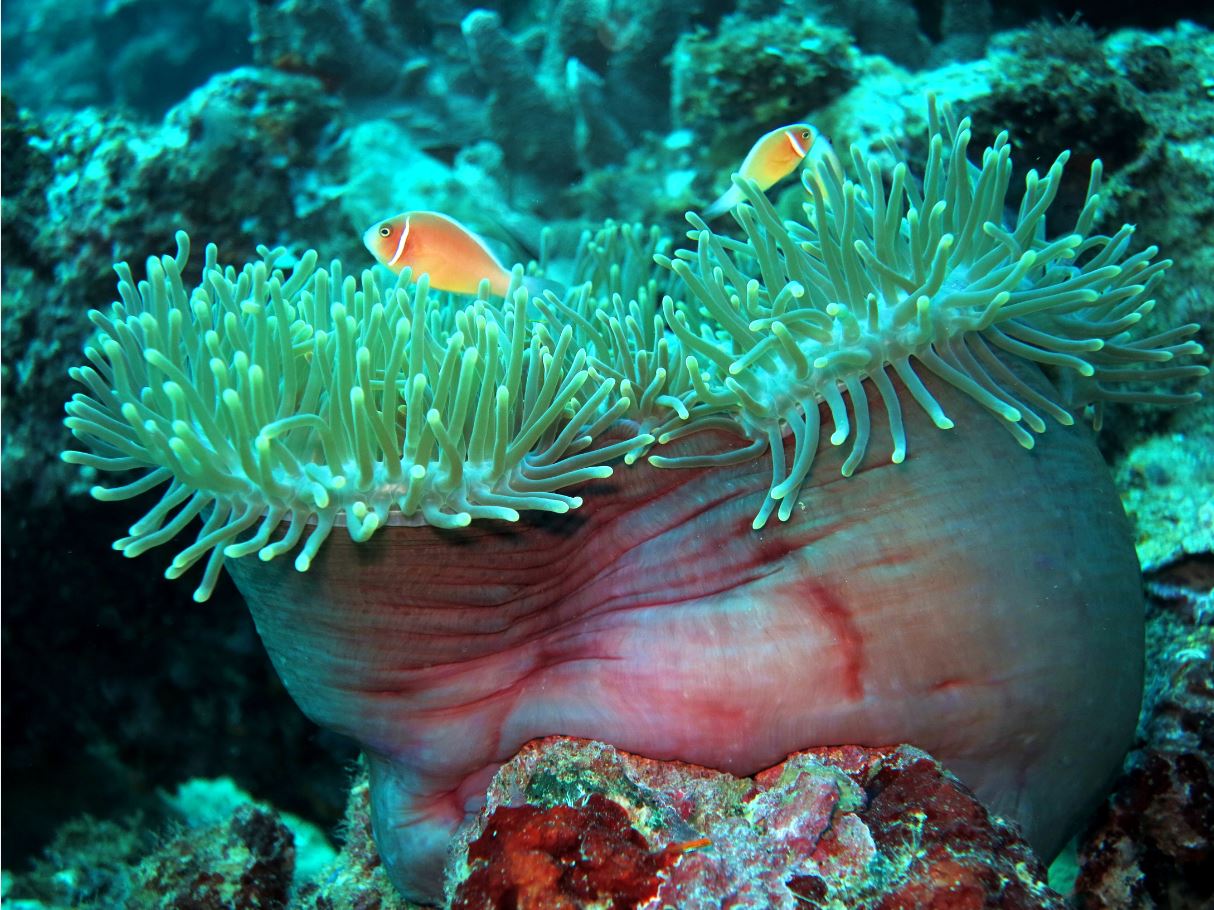 Amphiprion perideraion
