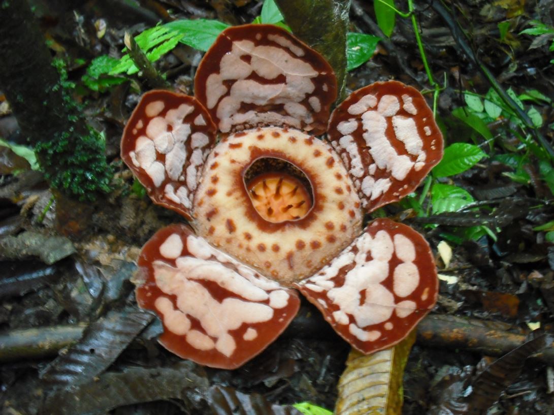 TN Bukit Tigapuluh